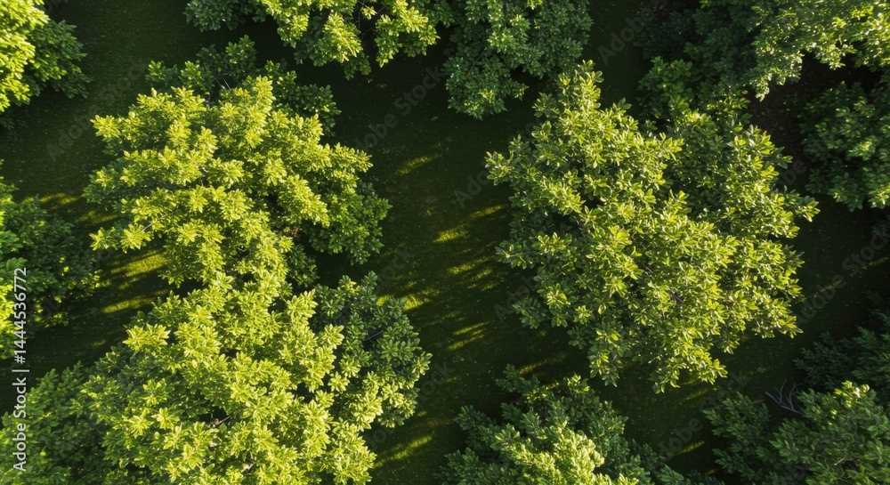 Aerial view of lush green forest canopy illuminated by sunlight Aerial view of lush green forest canopy illuminated by sunlight
