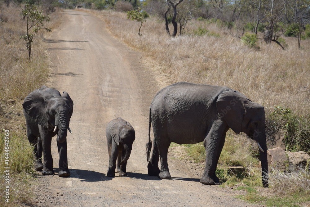 Fototapeta premium elephants in the savannah