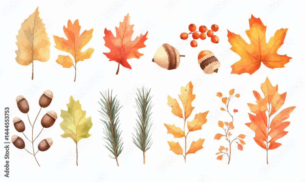 Fototapeta premium Vector Watercolor Autumn Elements: Maple Leaves, Acorns, Berries, Spruce Branch for Seasonal Design