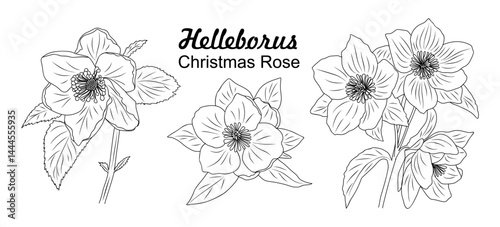 Helleborus, Christmas Rose flower line art drawing. Hand drawn black ink sketch. Modern design for tattoo, invitation, logo, cards, packaging. Vector  illustration isolated on transparent background.