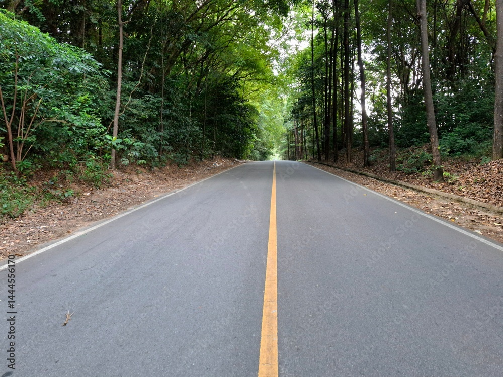 Obraz premium The highway is straight and nice and cool, under the shady tropical forest trees.