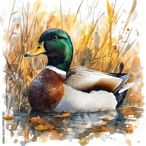 Duck Swimming In A Farm Pond, vector watercolor illustration, isolated on a white background.