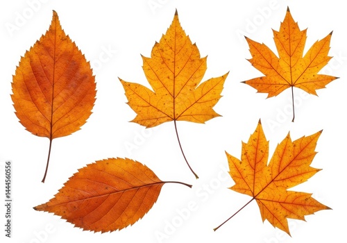 Isolated autumn leaves on white background showing different shapes and seasonal colors of foliage