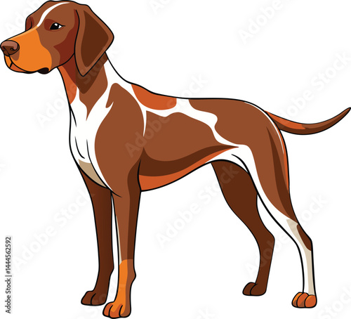 Hunting dog Vector 