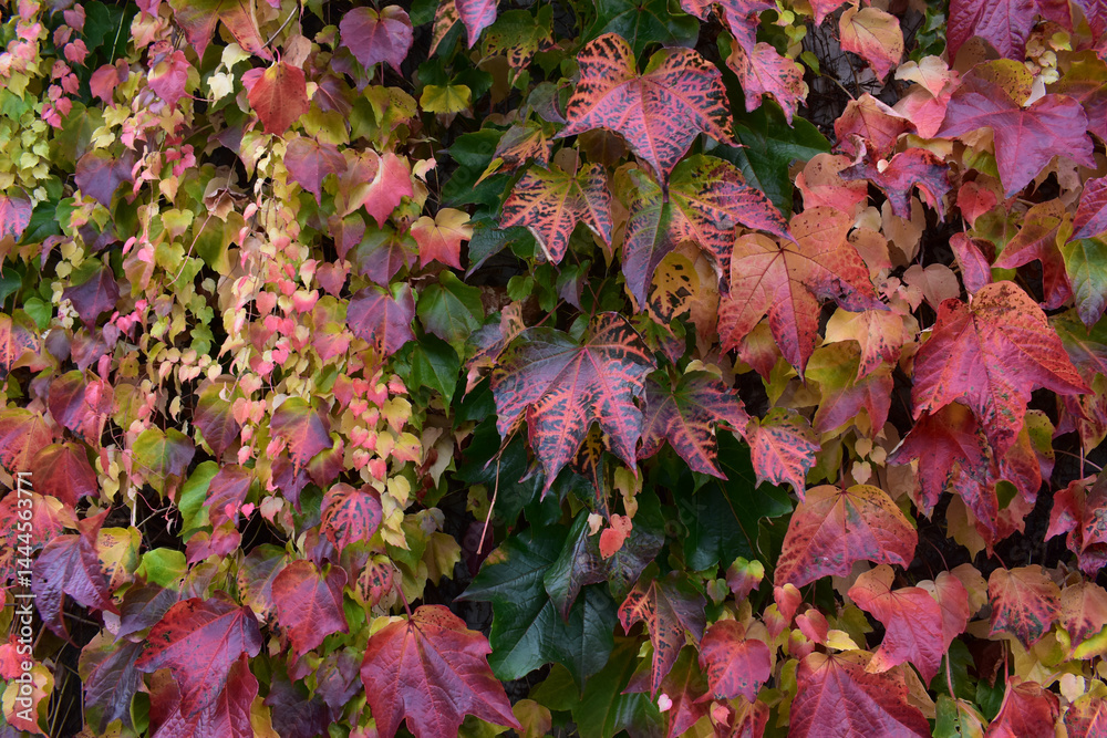 Kleine und große Blätter der dreispitzigen Jungfernrebe im Herbst Kleine und große Blätter der dreispitzigen Jungfernrebe im Herbst