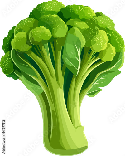 Flat vector drawing of fresh green broccoli floret isolated on transparent background