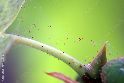 Red Spider Mites, Tetranychus ulmi. Colony on plant.