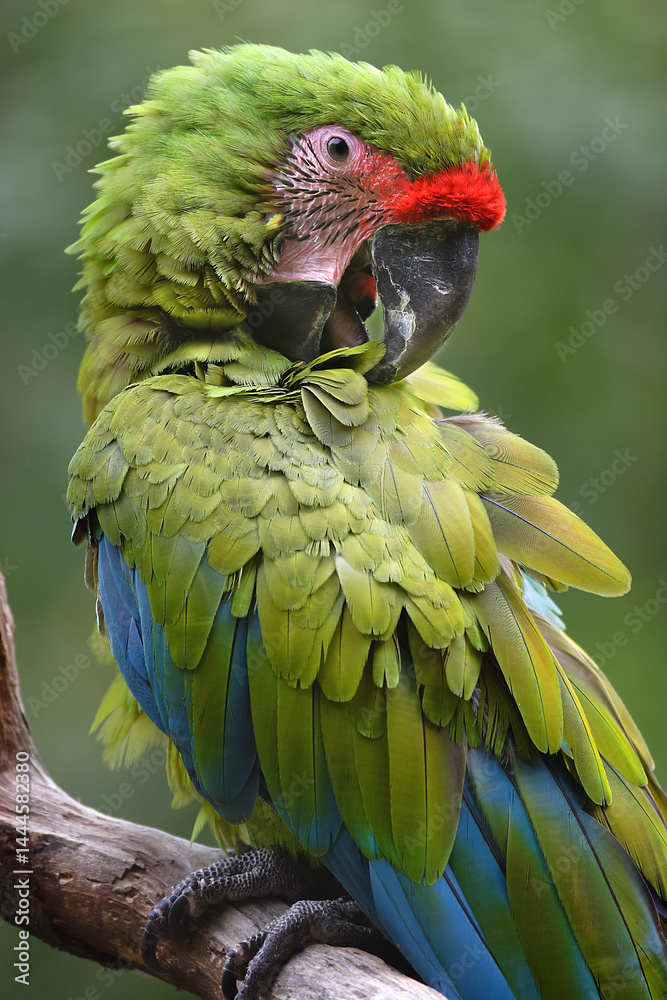 Fototapeta premium Portrait of a Great green macaw preening its feathers. Ara ambiguus, Bioparc, Doué la Fontaine, Maine et Loire 49, Région Pays de la Loire, France, European Union, Europe