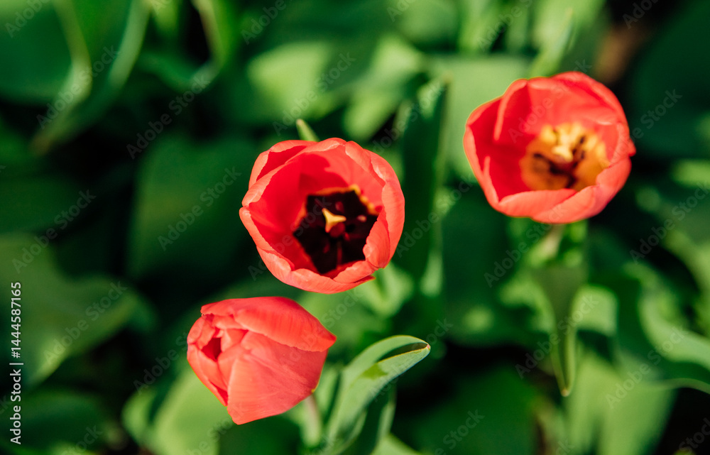 Beautiful tulips in a flower bed in the garden. The blossoming buds of spring flowers. Beauty is in nature. Beautiful tulips in a flower bed in the garden. The blossoming buds of spring flowers. Beauty is in nature.
