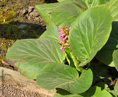 Bergenia crassifolia, species of flowering plant of genus Bergenia in family Saxifragaceae, on spring sunny day photo