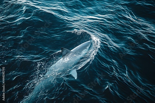 Aerial view of a great white shark swimming in the dark blue ocean water with ripples and small waves
