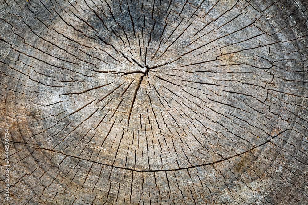 Fototapeta premium Detail of a cross-section of a dry poplar trunk. Populus.