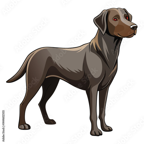 Labrador hunting dog 