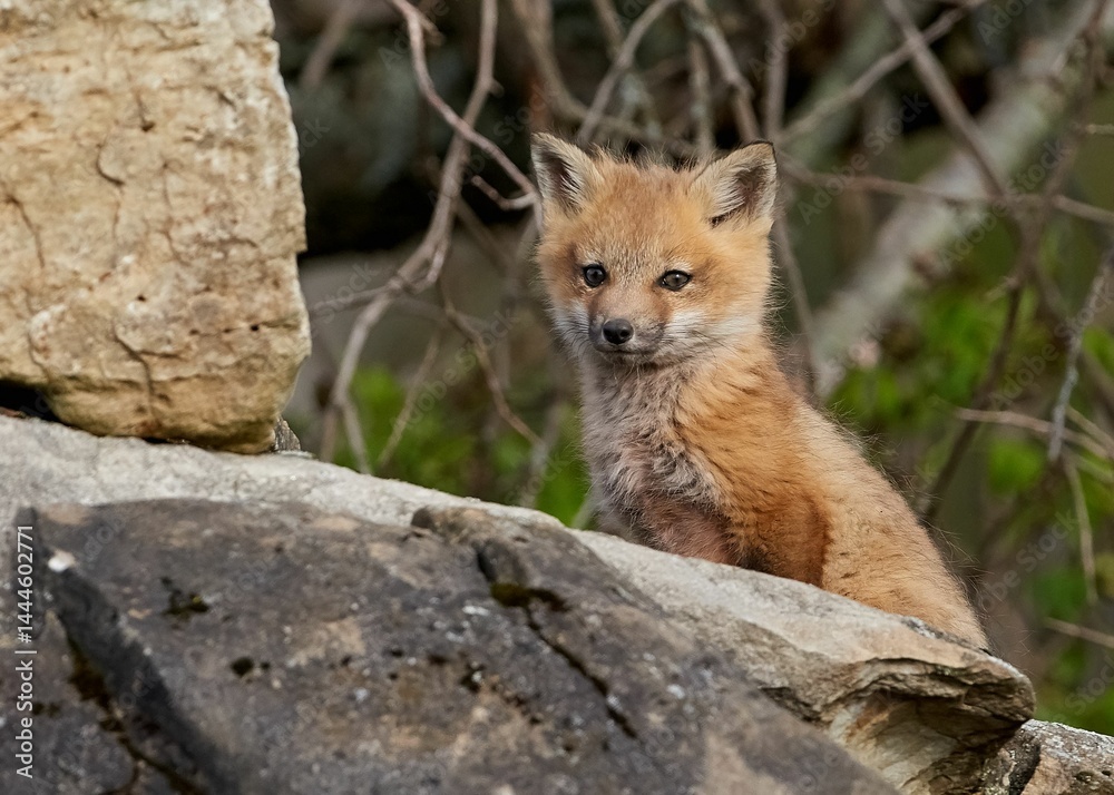 Young fox kit on rocks in nature. Young fox kit on rocks in nature.