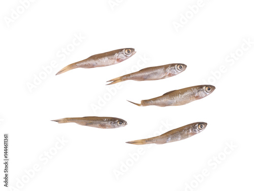 Canvas-taulu Group of young small fishes