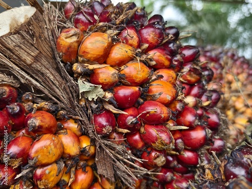 oil palm fruit after Harvest