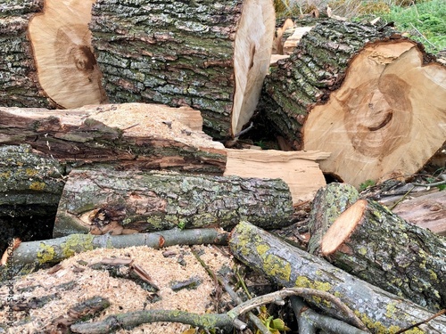 a large tree has been cut into segments, its pieces are lying on the ground
