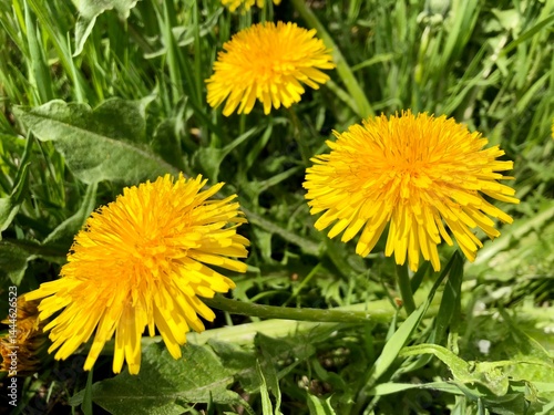 close up photo of yellow dandelions in a meadow in early summer