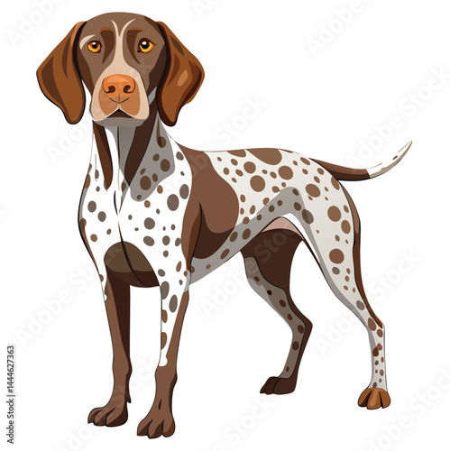 German Shorthaired hunting dog Vector 