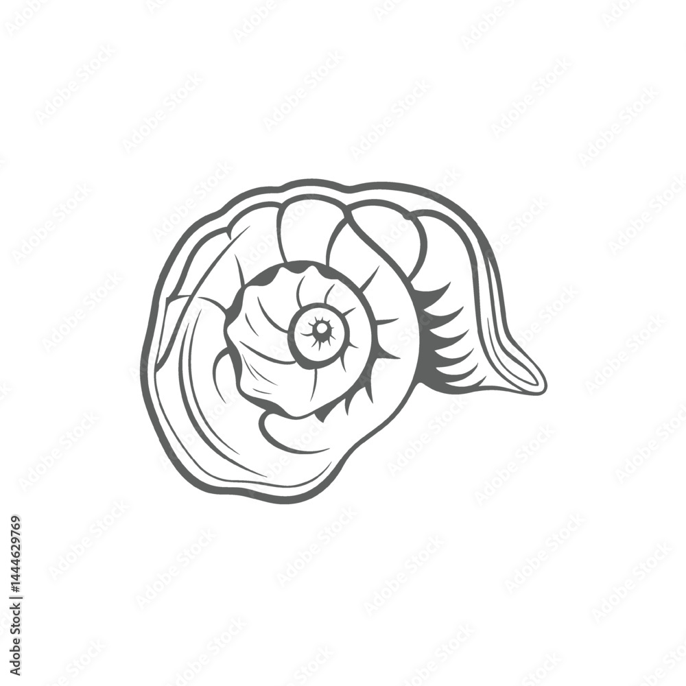 Seashell Spiral A Detailed Monochrome Illustration Seashell Spiral A Detailed Monochrome Illustration
