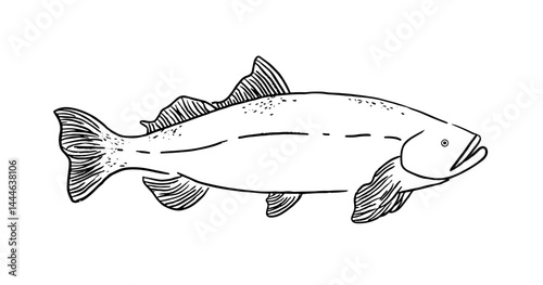 Beautifully detailed vector illustration of fish, ideal for nature-themed projects, culinary uses, or educational materials. This striking line art captures attention and adds visual appeal.