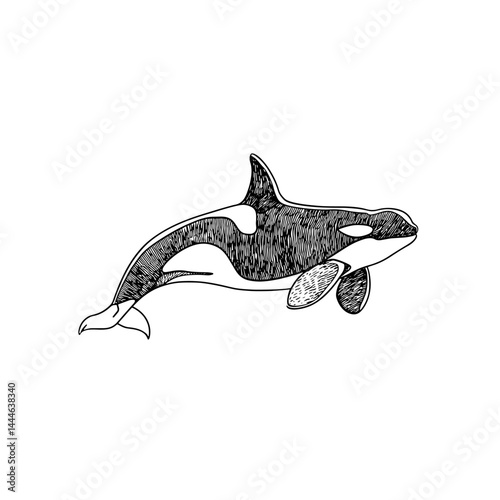 Stylized vector illustration of orca swimming gracefully, showcasing distinct black and white patterns. Ideal for nature enthusiasts, marine biology projects, and educational resources.