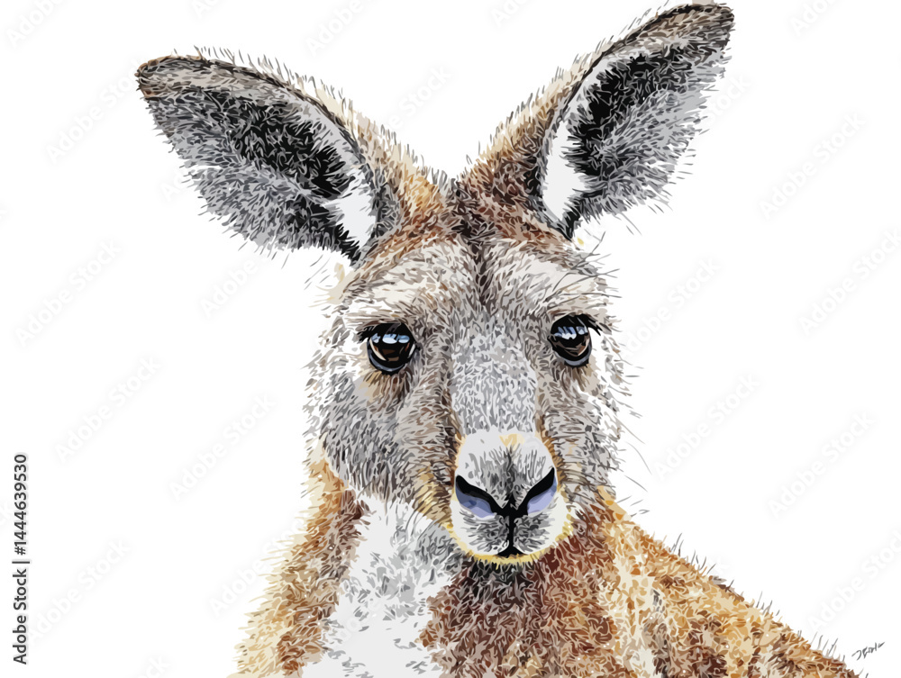 kangaroo vector art