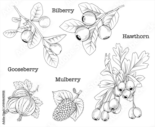 Collection of hand drawn bilberry, hawthorn, gooseberry and mulberry graphics, botanical line drawing, vector floral line art illustration for logo, advertising, packaging