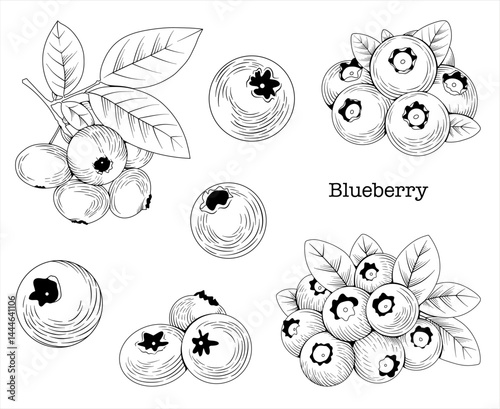 Collection of hand drawn blueberry graphics, botanical line drawing, vector floral line art illustration for logo, advertising, packaging