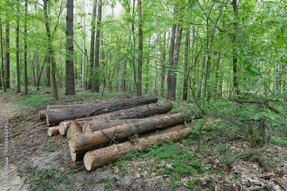 Fototapeta premium Logs of Wood Stacked in a Forest
