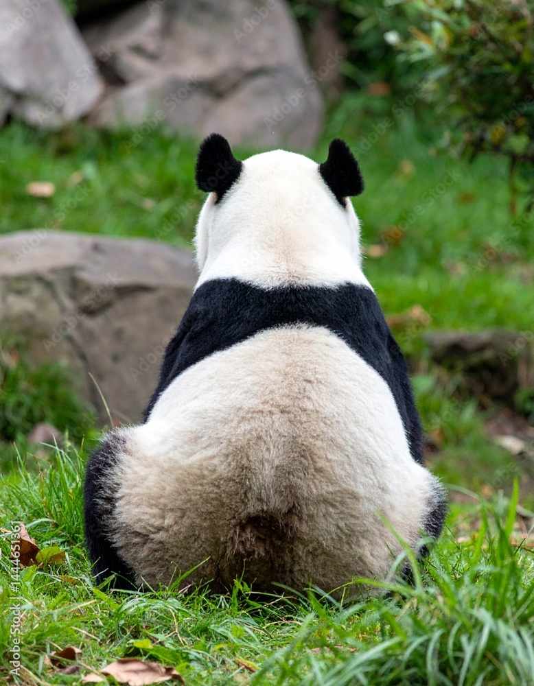 パンダの後ろ姿 パンダの後ろ姿