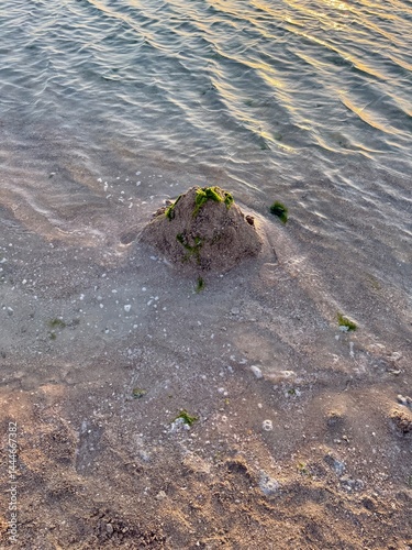 Mound of wet sand topped with green algae sits near the shoreline, surrounded by foamy ripples and golden light reflecting on calm, blue-green water at sunset.