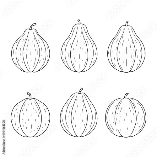Cantaloupe Fruit in Simple Line Art Style