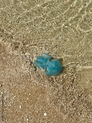 Top-down view of a translucent blue jellyfish stranded at the edge of clear, rippling seawater and sandy shore dotted with small shells.