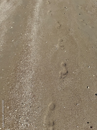 Top-down view of shallow, narrow, and irregular footprints in wet sand, appearing elongated and uneven, with scattered shells around.
