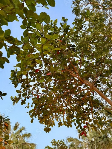 Upward view of dense tree canopy with broad green leaves and scattered red tips, set against a clear blue sky and framed by surrounding tropical palms.