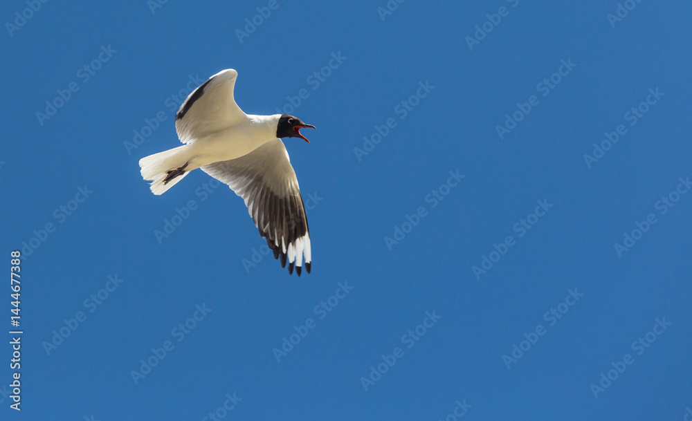 Gull