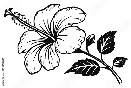 Hibiscus Flower, Outline, Black and White, Isolated, Stamen, Petals, Leaf Stock Art