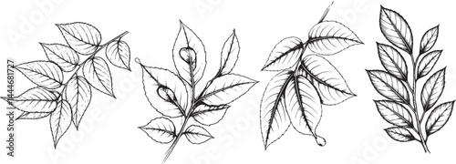 leaf with water dropping sketch 