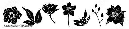 Set of flower and leaves silhouettes. Hand drawn floral design elements, icons, shapes. Wild and garden flowers, leaves black and white outline illustrations isolated on transparent background