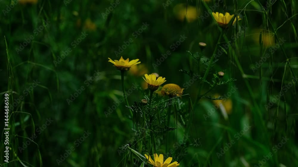 yellow flowers in the nature
