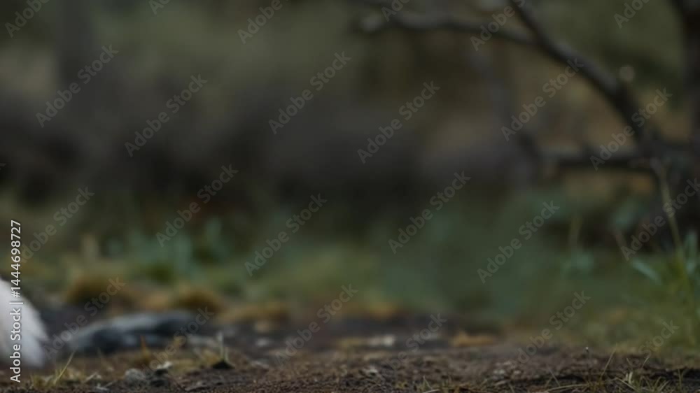 Fox's Tail in Forest