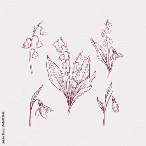 Botanical garden element collection and Hand drawn flat design snowdrop
