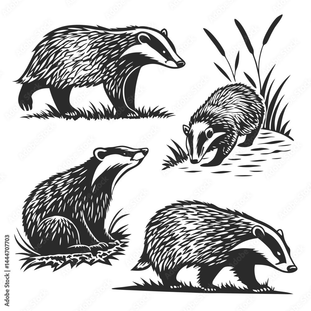 Obraz premium Stylized Black and White Badger Set Four Badgers in Different Poses, Isolated