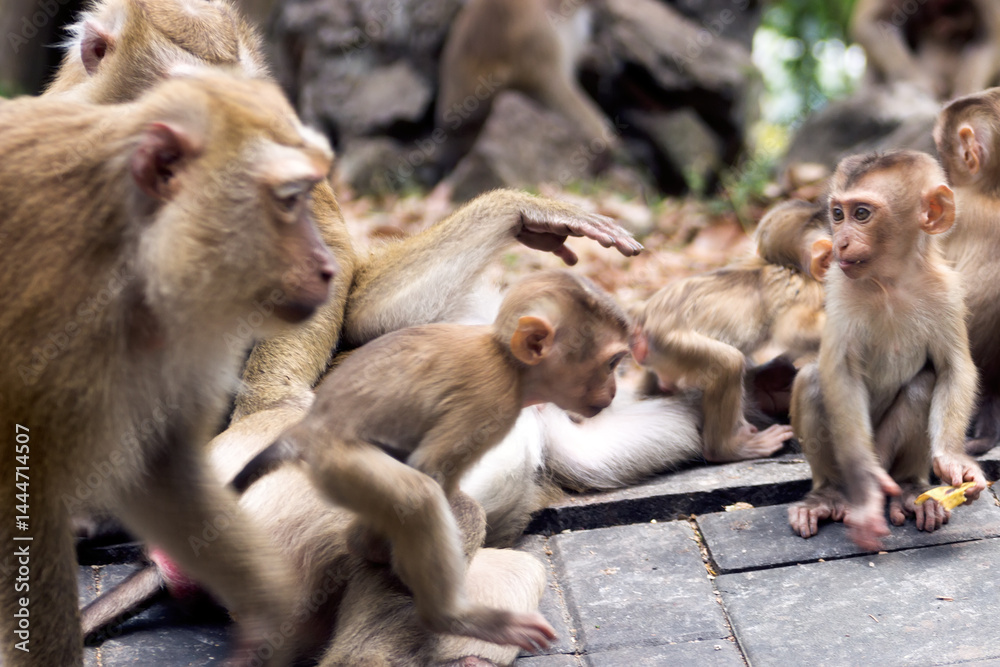 Obraz premium pig-tailed macaque (Macaca leonina) in Vietnam. Day nursery, creche
