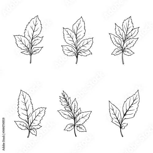 elegant fresh mint leaves hand sketched design