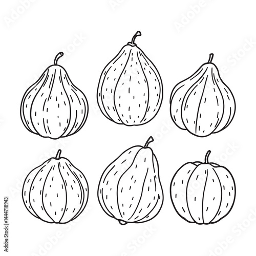 Elegant Indian Bael Fruit Line Drawing Vector Artwork