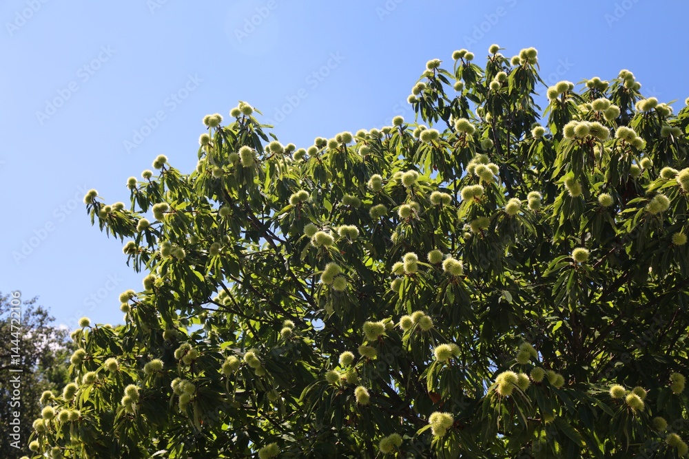 Sweet chestnut tree in Europe