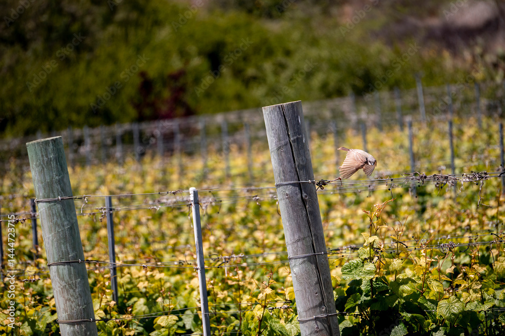 Bird sitting and flying from an area of a lush springtime landscape vineyard setting