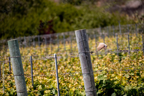Obraz na płótnie Bird sitting and flying from an area of a lush springtime landscape vineyard setting w salonie
